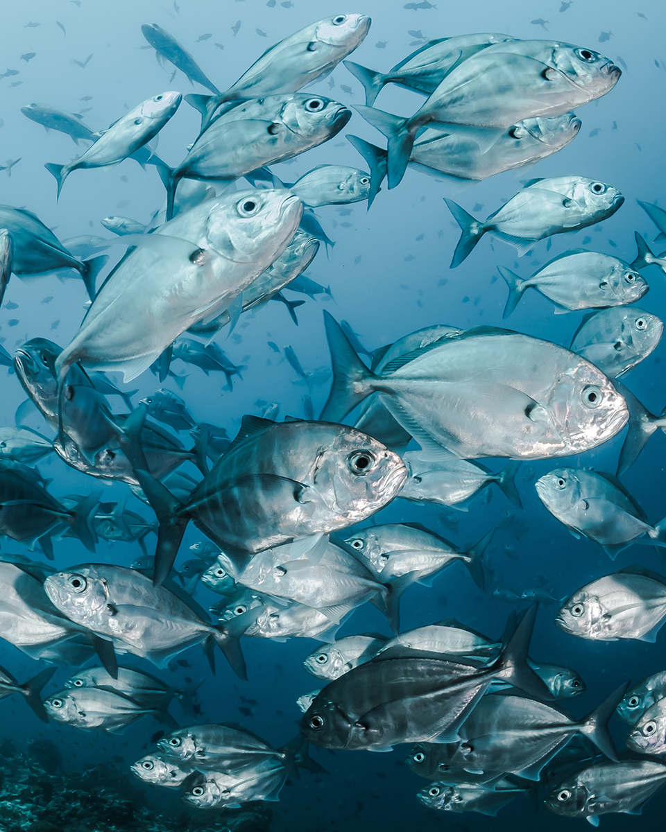 Know Your Fishes Quiz For&nbsp;Kids