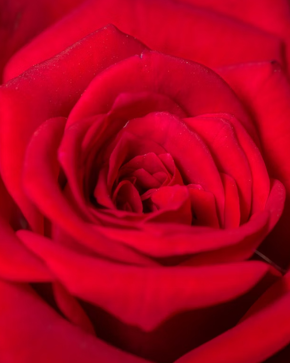 Test Your Floral Knowledge: Take Our Exciting Flower&nbsp;Quiz!