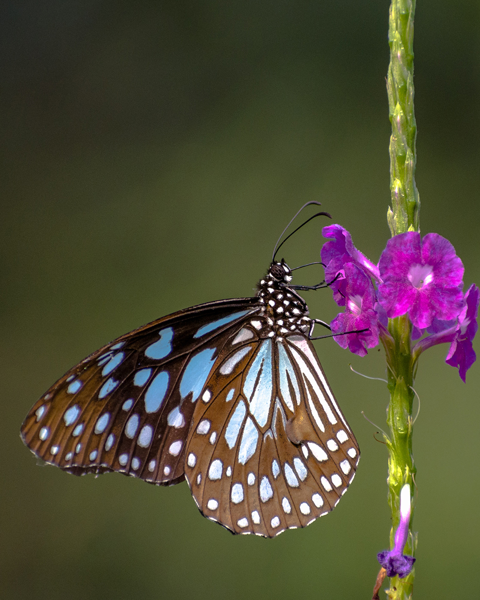 Test Your Bug IQ: Take Our Fascinating Insect Quiz!