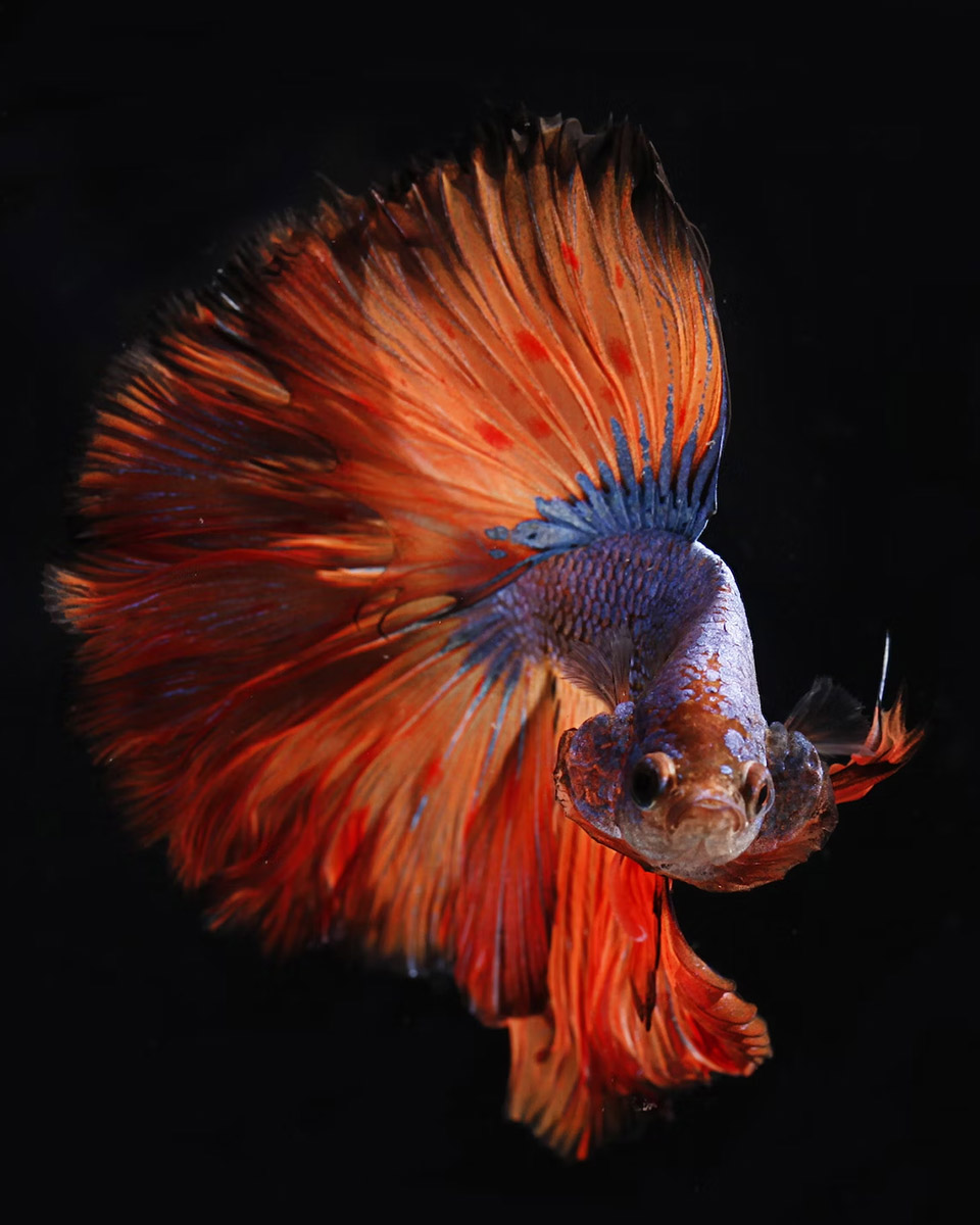 Under the Sea Colouring Extravaganza: Dive into a World of Colourful&nbsp;Creativity