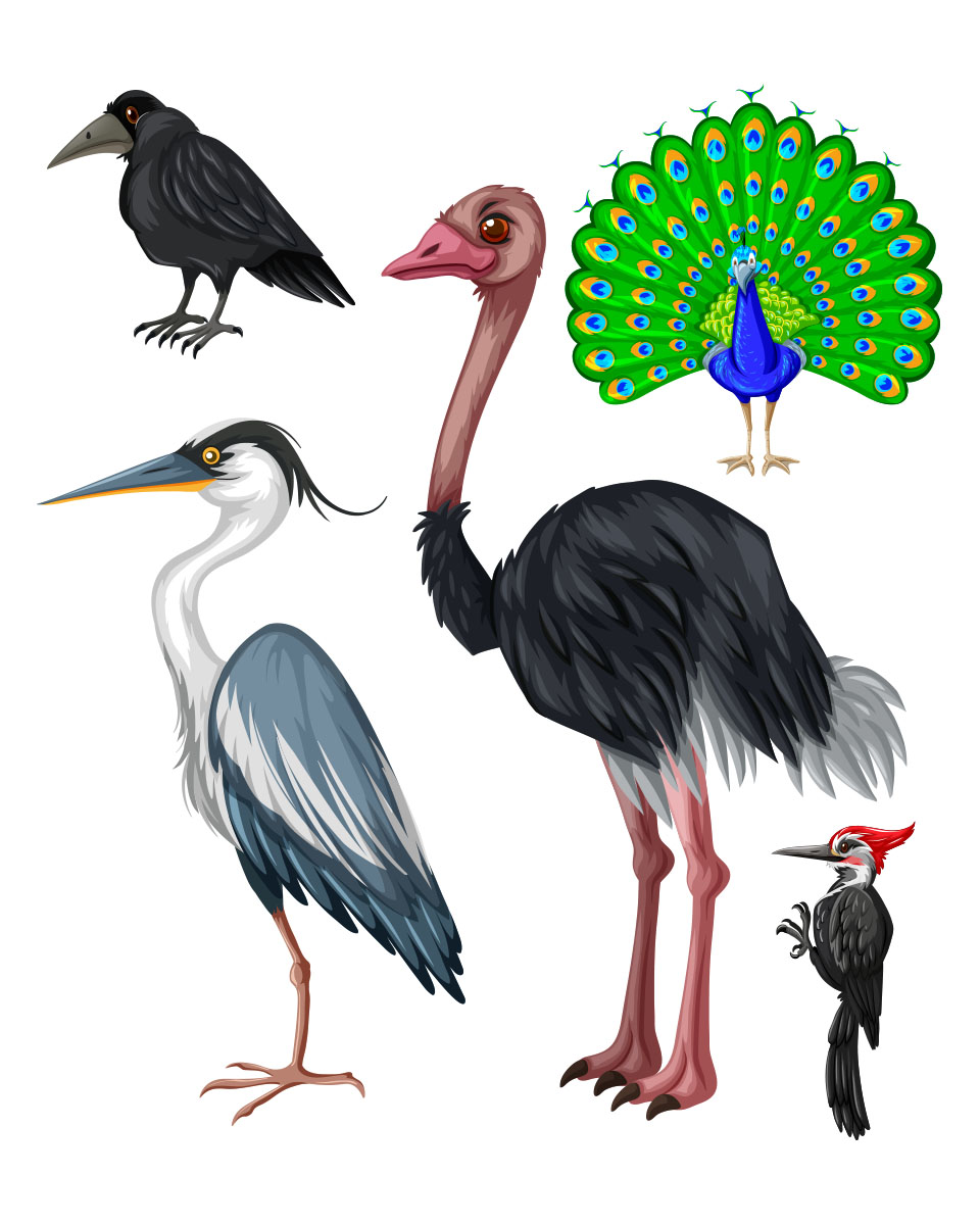 Learning Birds (Free Common and Advanced Bird Charts) – in English, Hindi, Marathi, Gujarati, Bengali, Tamil, Malayalam, and Kannada